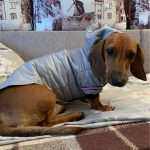 dachshund space shop puffer fashion dachshund jacket