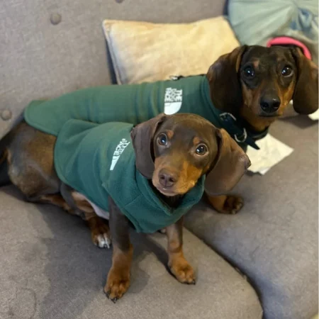 dachshund space the dog face dachshund fleece jacket
