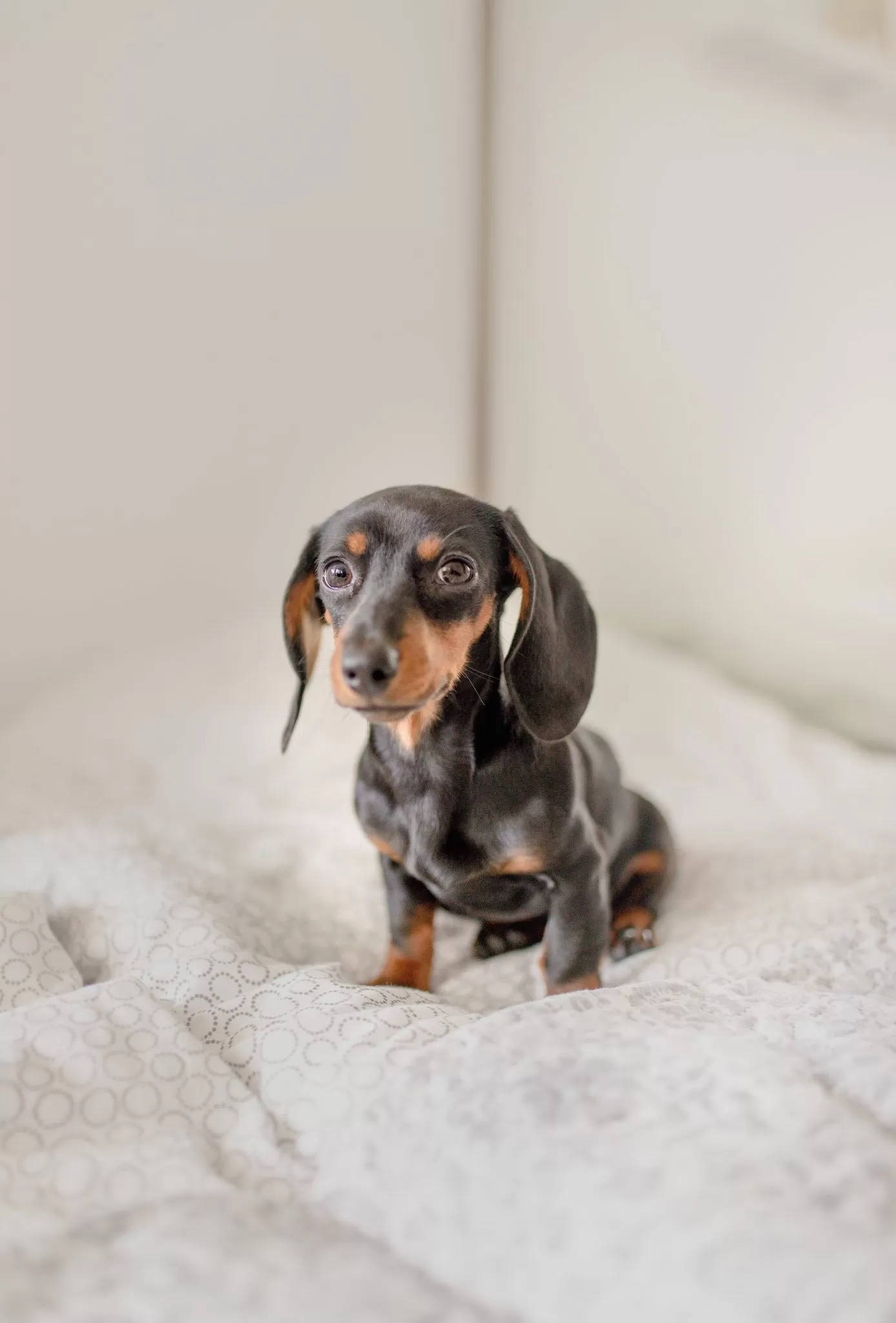 Dachshund spine problems - how to recognize them and what to do