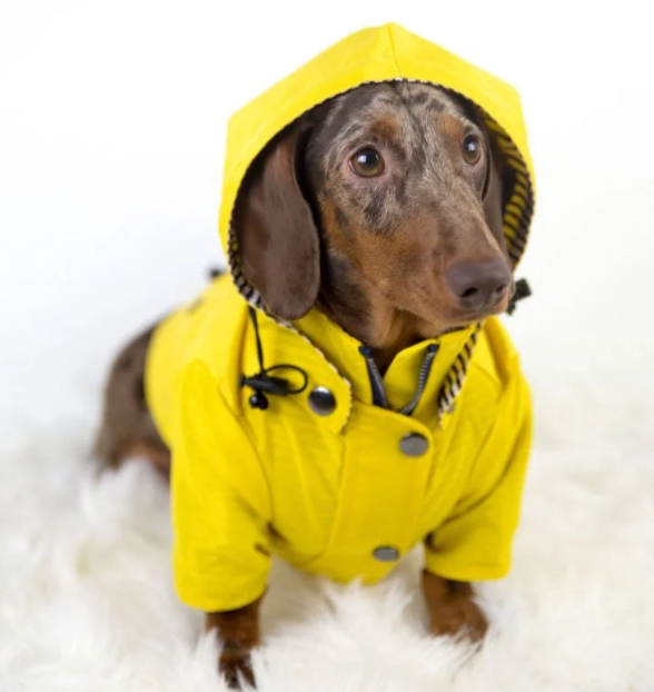 raincoat for doxies