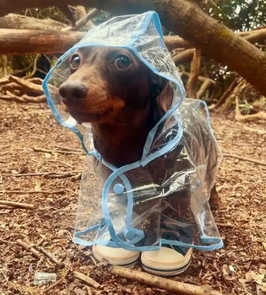 coats for dachshunds
