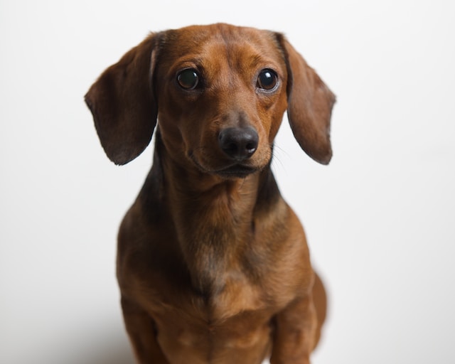 dachshund ear infection