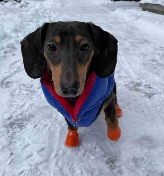reversible coat for dachshunds