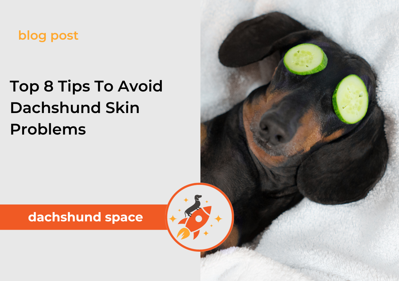 Top 8 Tips To Avoid Dachshund Skin Problems Dachshund Space