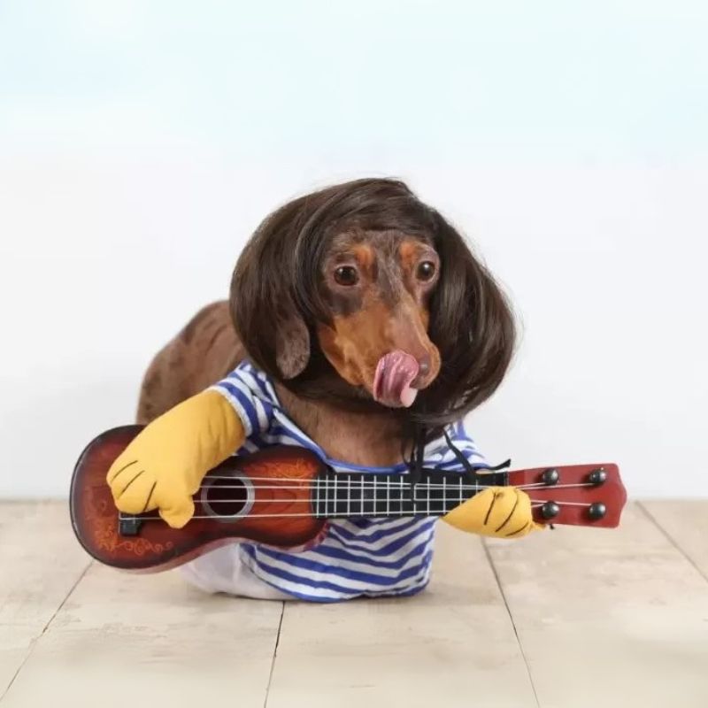 guitar player dachshund costume