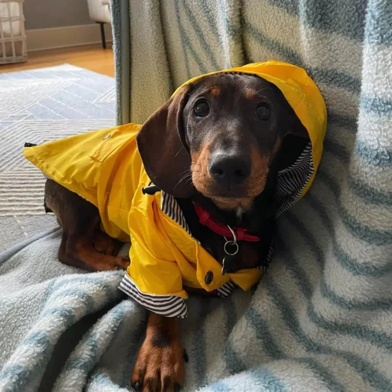 dachshund space coco dachshund raincoat size guide