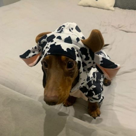 dachshund space shop cow sausage dog pyjama