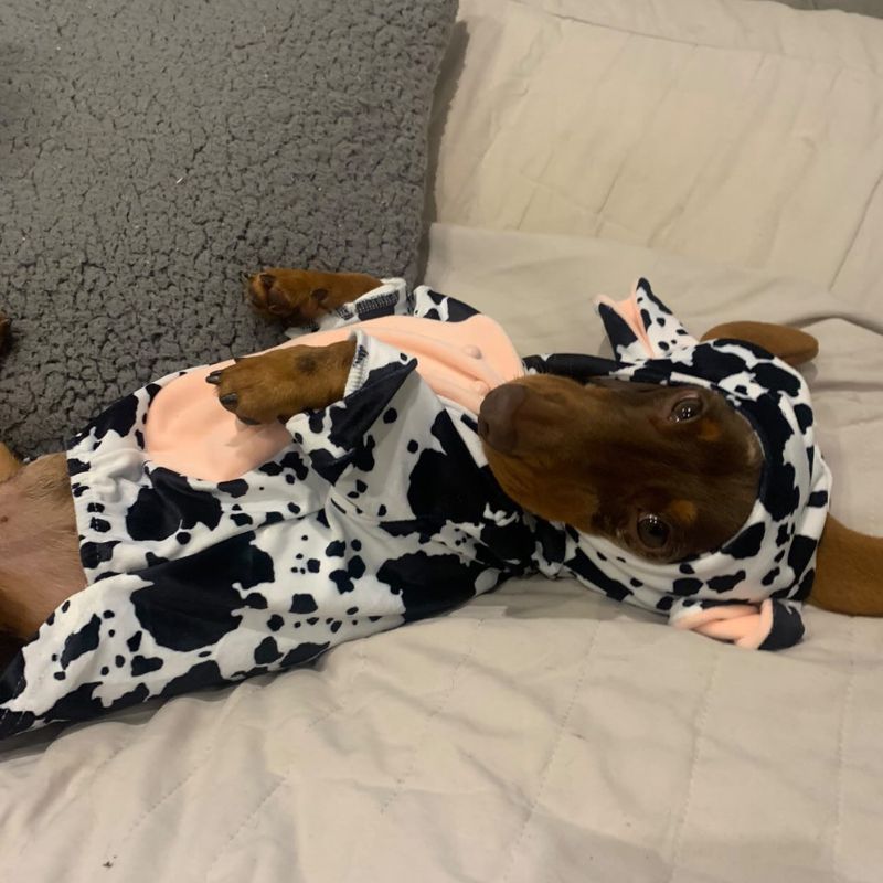 dachshund space shop cow sausage dog pyjama