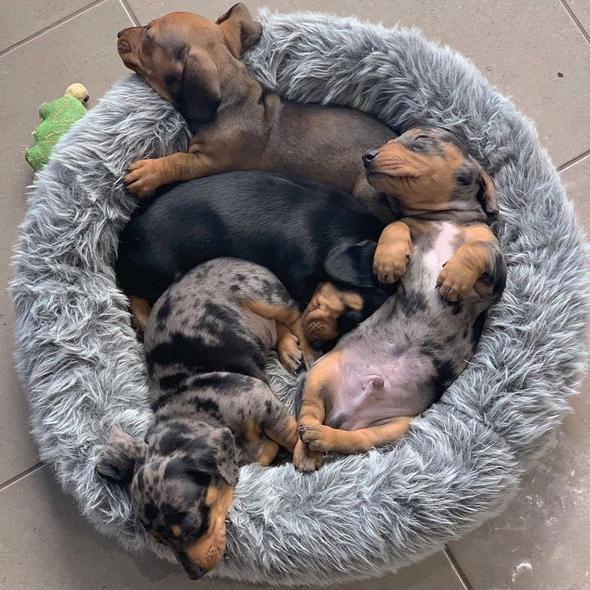 doxie bed