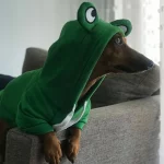 dachshund space shop dachshund frog hoodie size guide