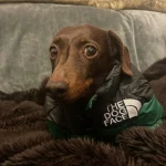 dachshund space the dog face puffer jacket size guide