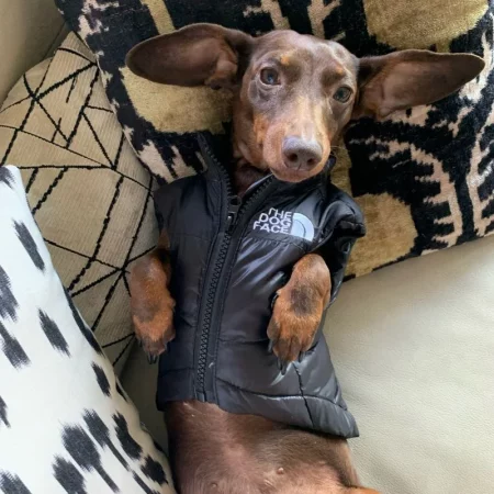 dachshund space the dog face vest