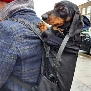 dachshund space shop dachshund space carrier