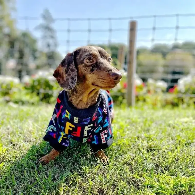 dachshund space shop fur baby multi color shirt size guide