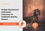 dachshund halloween costumes