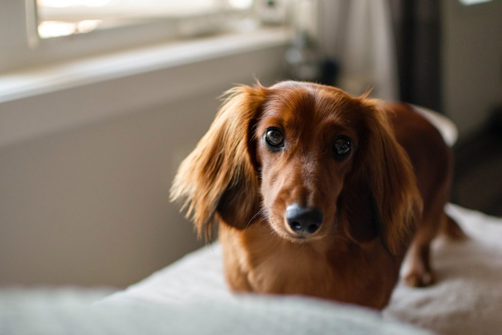 ear infection in doxies