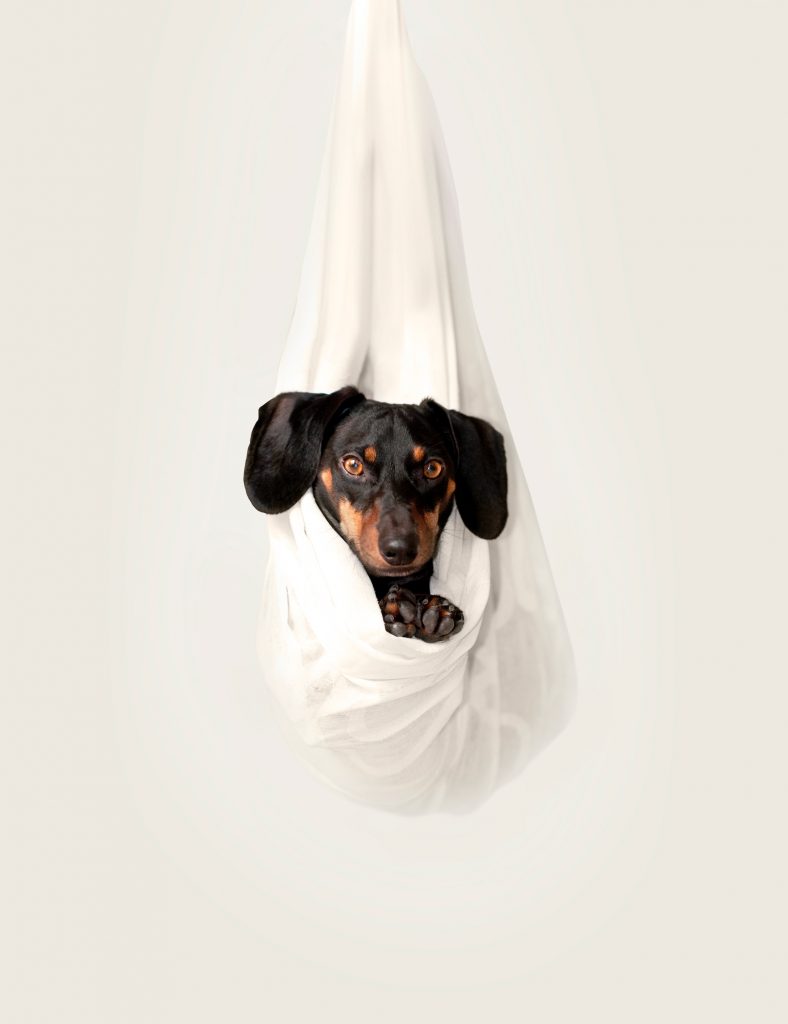 dachshund lifespan- dachshund space