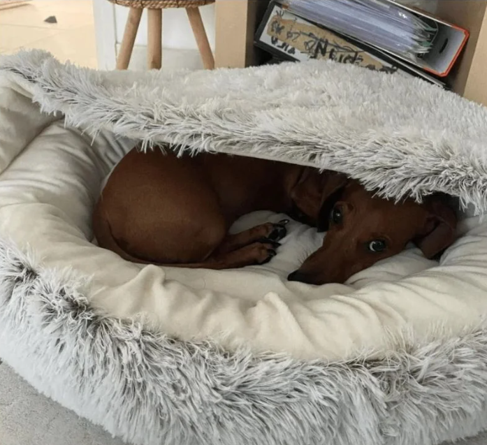 bed for a dachshund