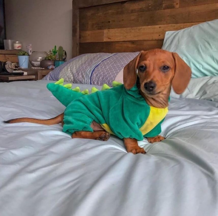 doxie costumes for halloween