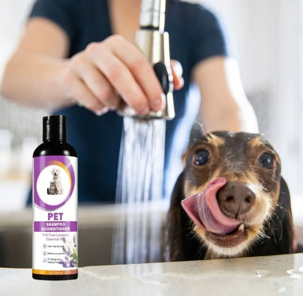 dachshund and yorkie mix- dachshund shampoo