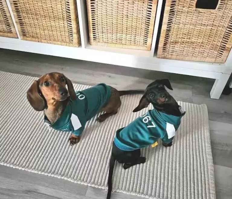 dog squid costume for dachshunds