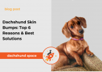 dachshund skin bumps