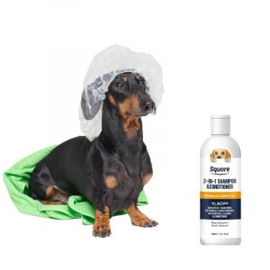 dachshund bath