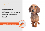 dachshund lifespan
