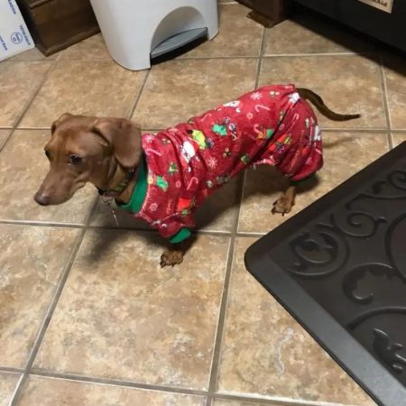 dachshund space shop christmas red doxie pajama