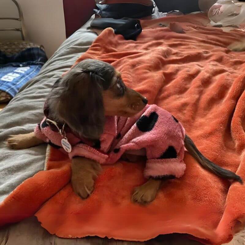 dachshund space shop dachshund love pajama