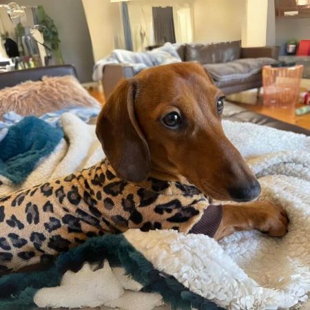 dachshund space shop leopard pajama for dachshund