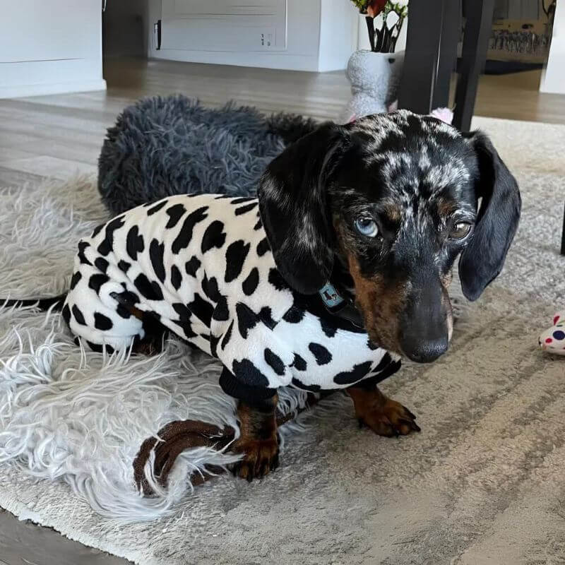 dachshund space shop moo pajama for doxie