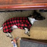 dachshund space shop plaid sausage dog pajamas