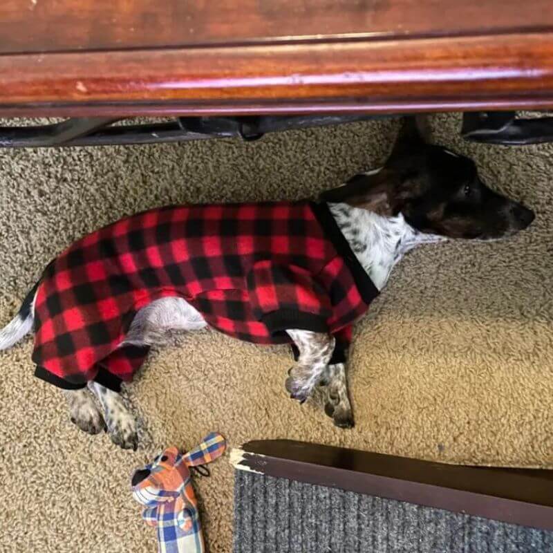 dachshund space shop plaid sausage dog pajamas