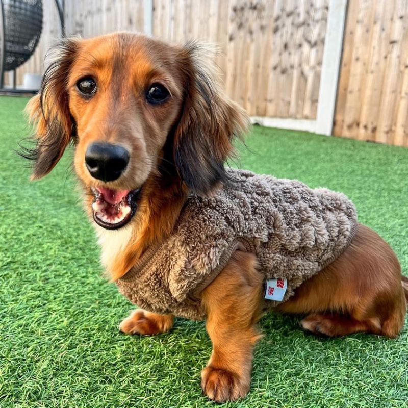 dachshund space shop warm soft dachshund sweater