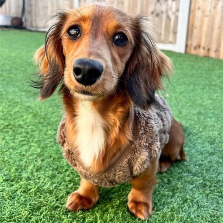 dachshund space - dachshund lifespan