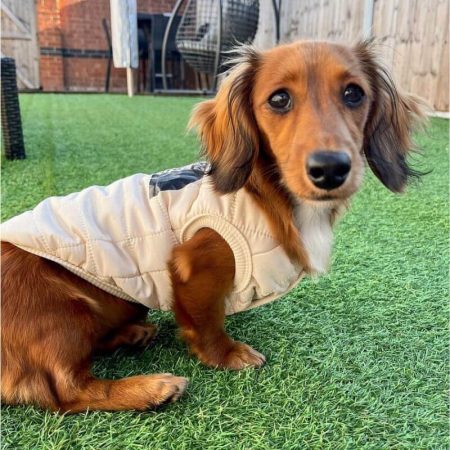 dachshund space shop the dog face dachshund vest jacket