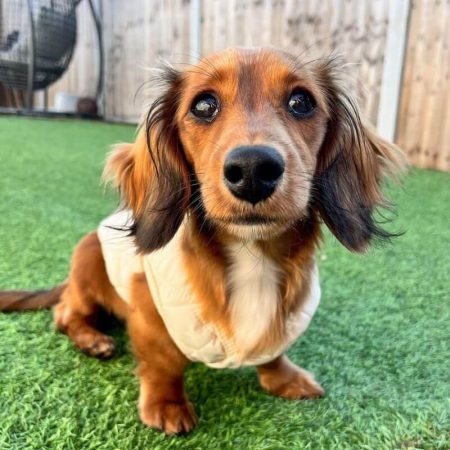 dachshund space shop the dog face dachshund vest jacket