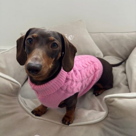 dachshund space shop winter wool dachshund sweater