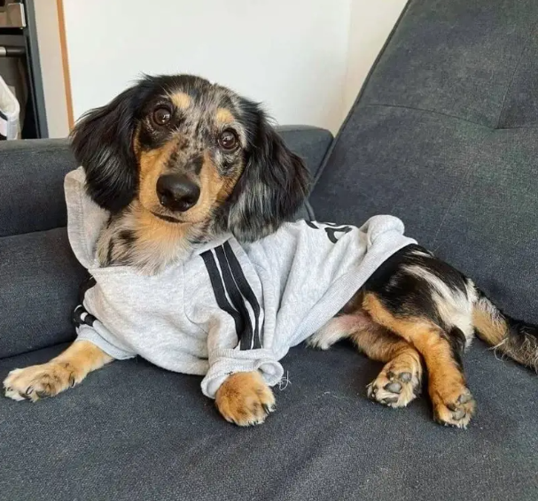 hoodie for a dachshund