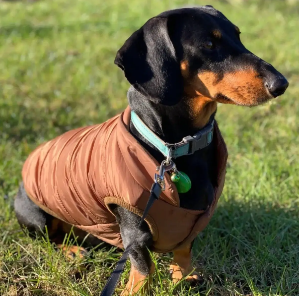 dog puffer vest for a doxie