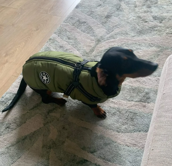 harness vest for a dachshund