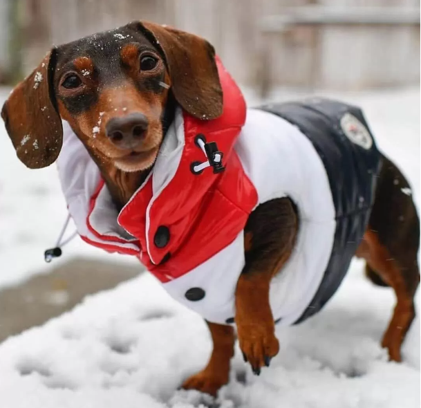 dachshund winter clothes