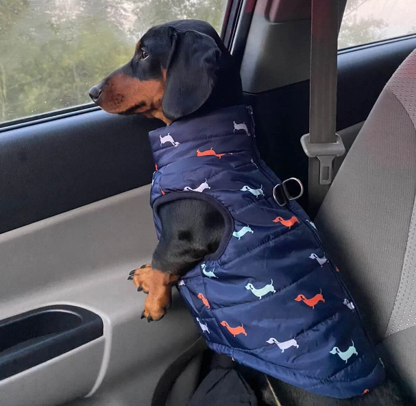 winter vest for a sausage dog