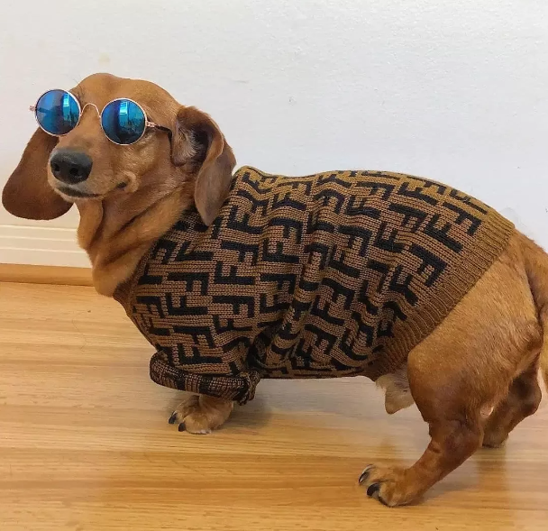 sweater for a sausage dog