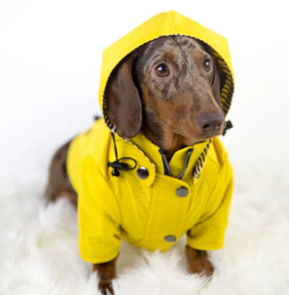 dachshund jacket for the rain 
