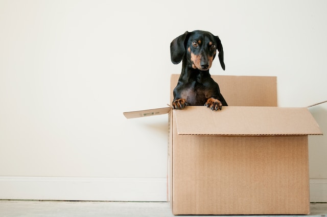 dachshund lifespan- black dog in a box