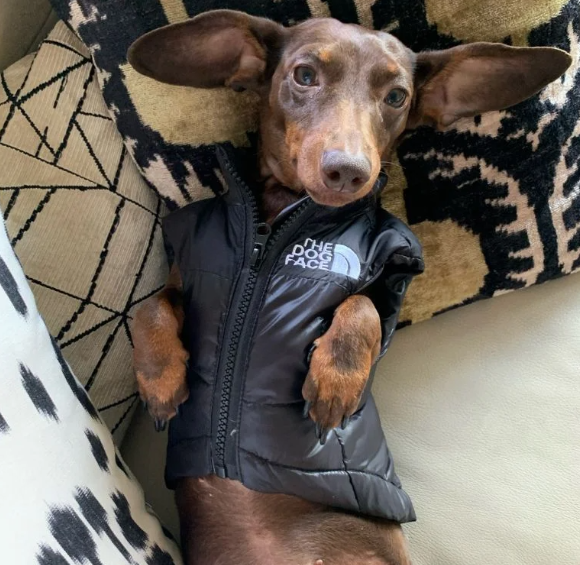 dachshund winter clothes- dog wearing a puffer vest