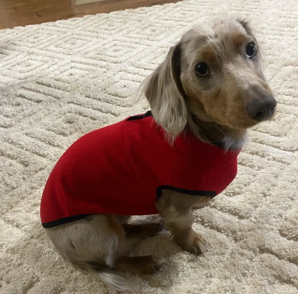 dachshund sweater