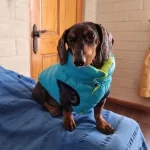 Dachshund Reversible Winter Jacket photo review
